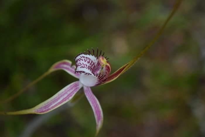 Caladenia - Orchid-spider-0033.JPG